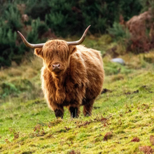 Load image into Gallery viewer, Cattle Driver - All Natural - Beard Balm